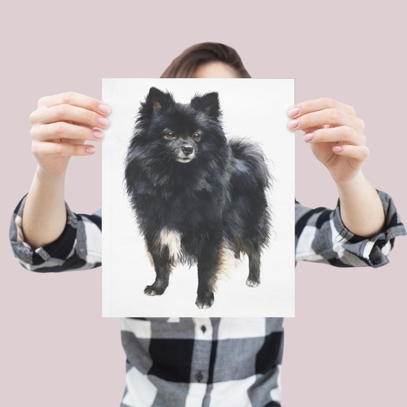 Watercolor Black Pomeranian Dog Portrait Art Print – Unframed Fine Art Poster - Picture 4 of 5